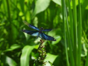 チョウトンボ（オス）