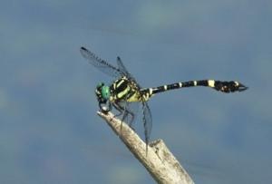 オナガサナエ(オス)