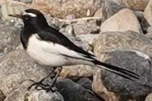 セグロセキレイ