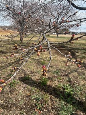 北浅羽桜堤公園安行寒桜