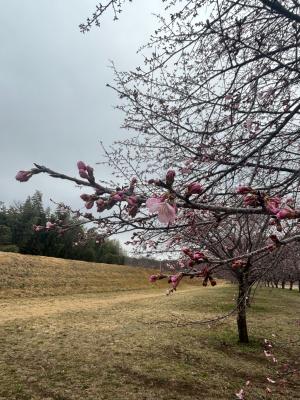 北浅羽桜堤公園安行寒桜