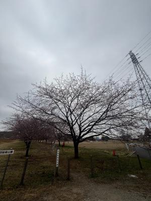 北浅羽桜堤公園安行寒桜