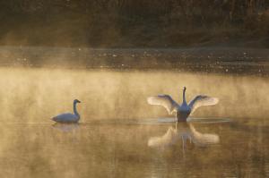 優秀賞 夫婦のきずな