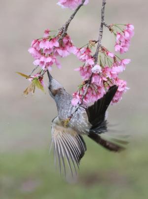 入選 寒桜の蜜を吸うぞ
