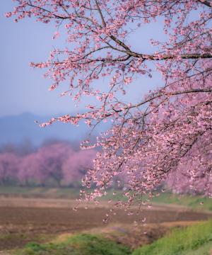 入選 春を告げる桜堤