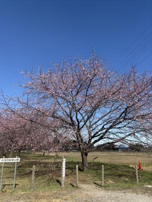 桜の開花状況1