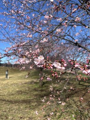 桜の開花状況2