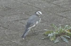 ハクセキレイ２