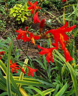 キツネノカミソリ１