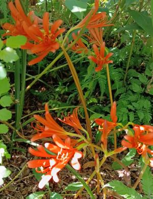 キツネノカミソリ2