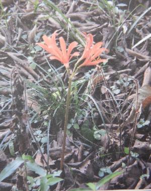 キツネノカミソリ３