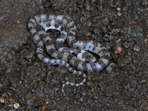 その他　シロマダラ