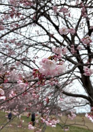 さくら（アップ）