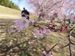 桜画像①