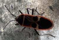 オオホシカメムシ