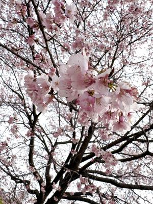 桜画像①