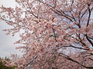 北浅羽桜堤公園安行寒桜