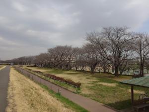 泉町桜堤公園