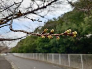 にっさい桜並木