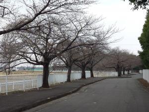 にっさい桜並木