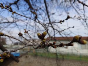 東坂戸団地桜並木