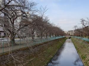 東坂戸団地桜並木