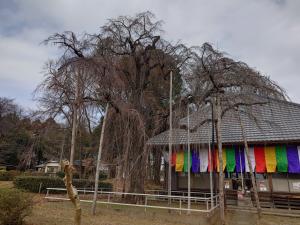 慈眼寺シダレザクラ