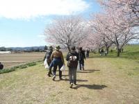 桜ウォーキングの様子