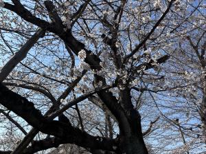 東坂戸団地の桜並木①