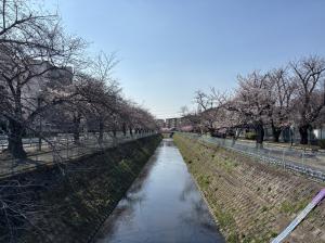 東坂戸団地の桜並木②