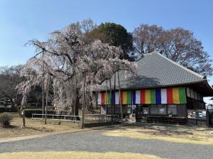 慈眼寺のシダレザクラ②