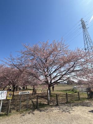 北浅羽桜堤公園安行寒桜
