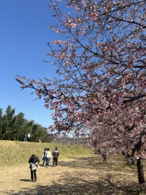 北浅羽桜堤公園安行寒桜