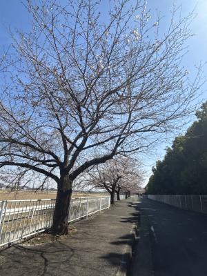 にっさい桜並木