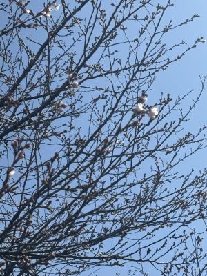 にっさい桜並木