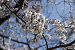 東坂戸団地の桜並木①