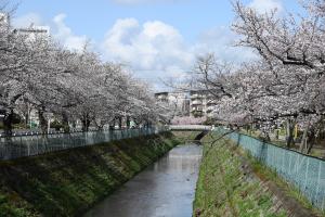 東坂戸団地の桜並木②