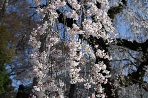 慈眼寺のシダレザクラ①