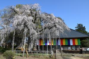 東坂戸団地の桜並木②