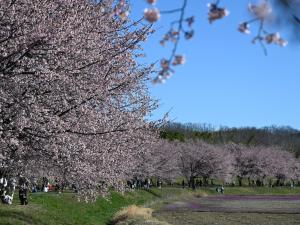 第12回坂戸にっさい桜まつり