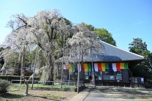 慈眼寺のシダレザクラ②