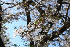 東坂戸団地の桜並木①