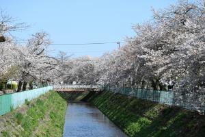 東坂戸団地の桜並木②