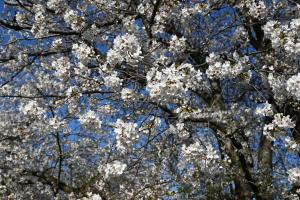 泉町桜堤公園の桜並木①