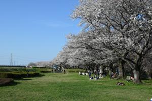 泉町桜堤公園の桜並木②