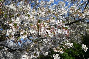 にっさいの桜並木①