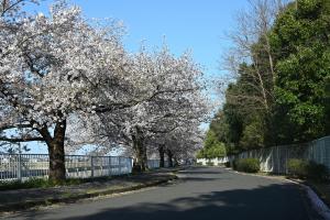 にっさいの桜並木②