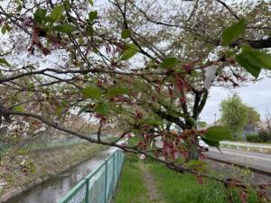 東坂戸団地の桜並木寄り