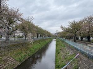 東坂戸団地の桜並木引き