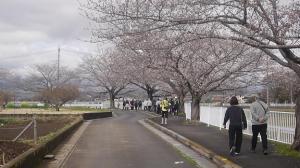 にっさい桜ウォーキング写真